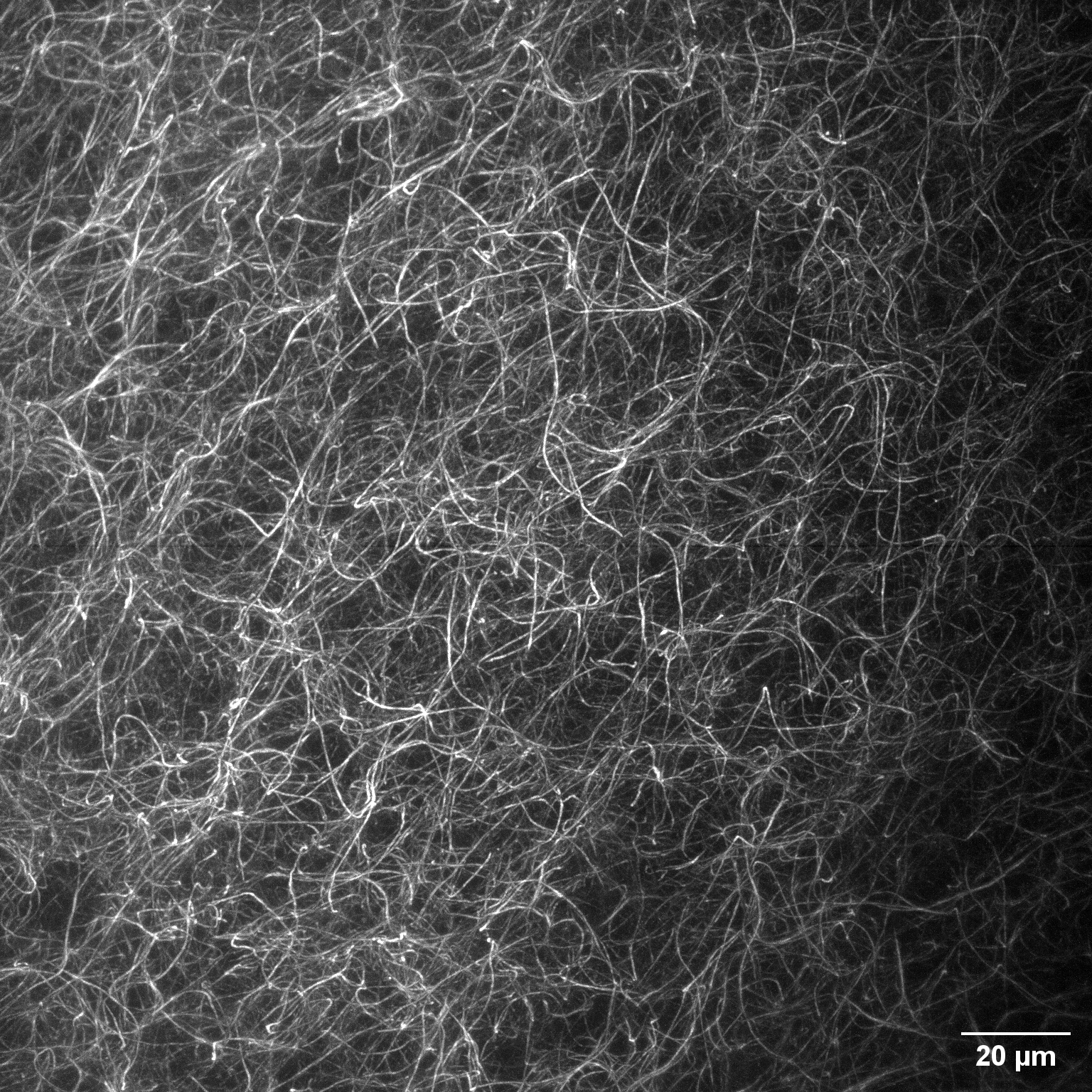 Fluorescent Collagen