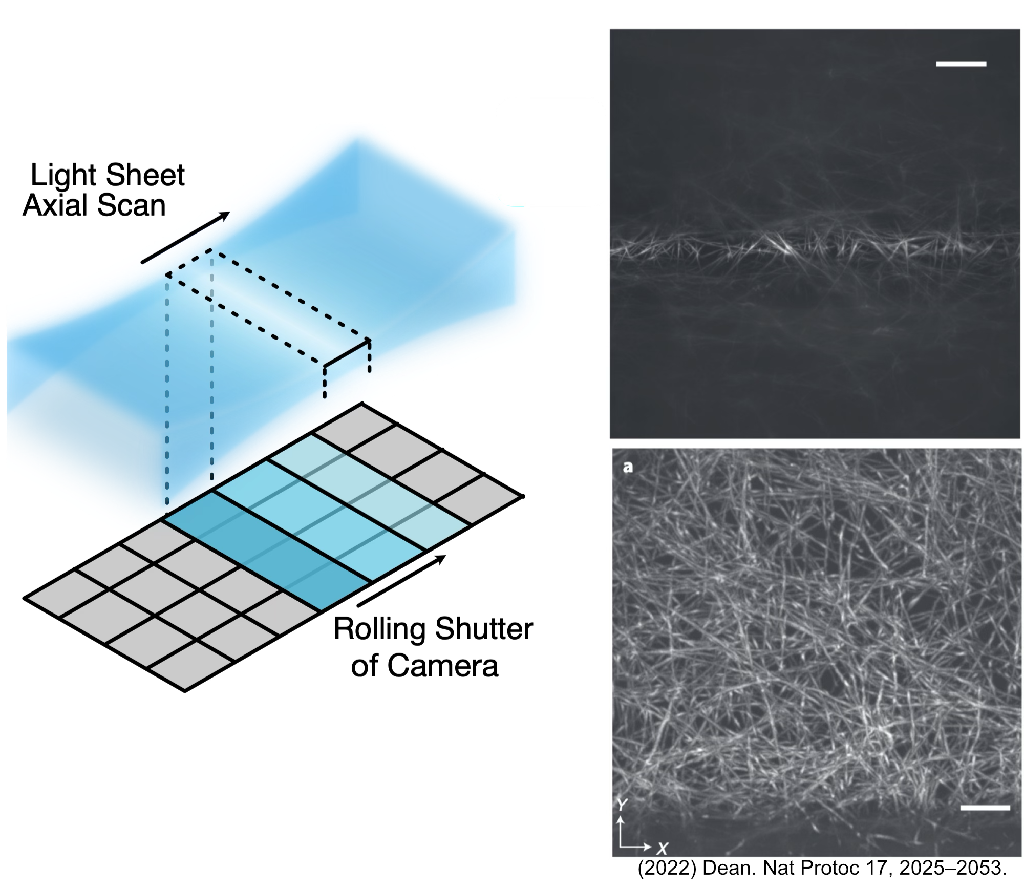 Images showing the ability of the RFO in ASLM to sweep the light sheet focus across a camera FoV